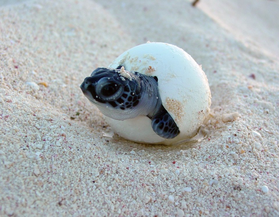 Suntide Island Beach Club | Turtle Nesting Season In Sarasota County